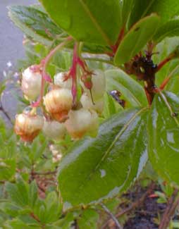 Strawberry Tree