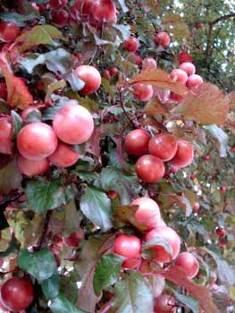 Purple-leaf Cherry Plum