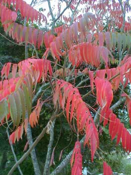 Staghorn