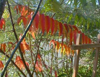 Staghorn