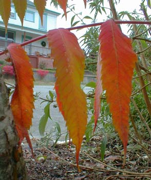 Staghorn