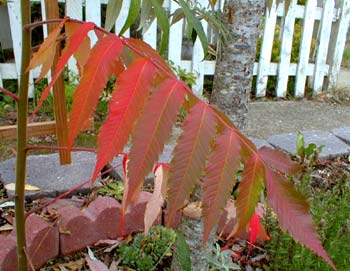 Staghorn Sumac