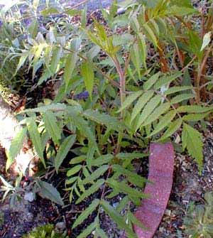 Sumac