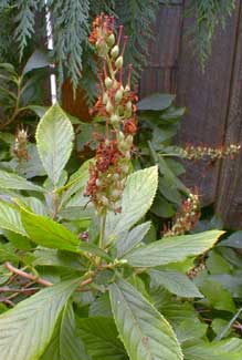 Summersweet Fruit Pods