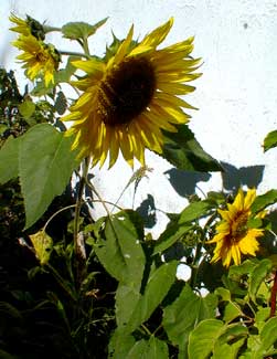 Sunflowers