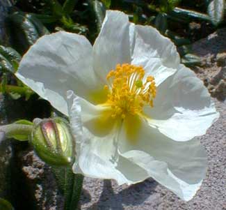 White Sunrose
