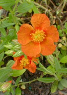 Ben Nevis Sunrose