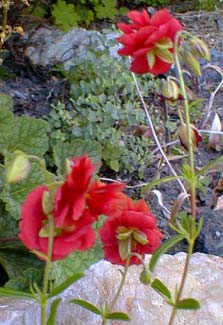 Red Double Sunrose