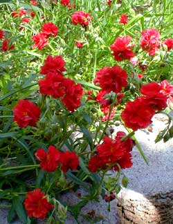 Red Double Sunrose