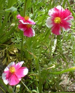 Sunrose