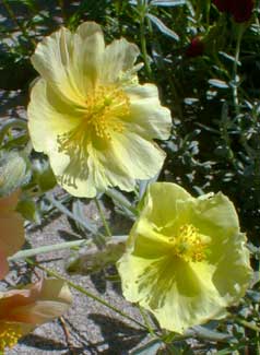 Yellow Sunrose