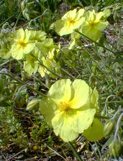 Yellow Sunrose