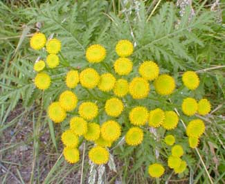 Common Tansy