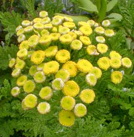 Tansy Blooms