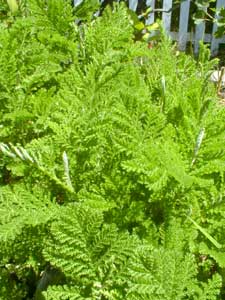 Tansy foliage