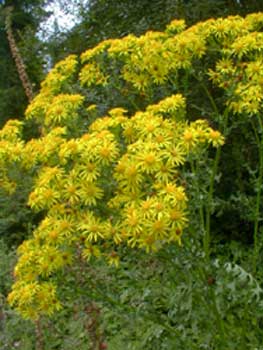 Tansy Ragwort