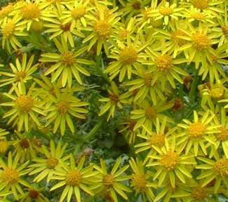 Tansy Ragwort