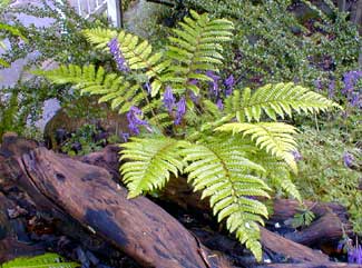 Tassel Fern