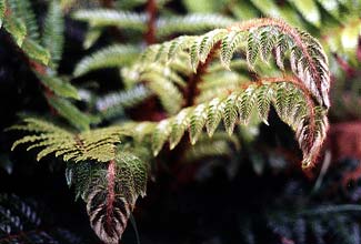 Tassel Fern