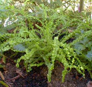 Tatting Fern