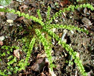 Tatting Fern