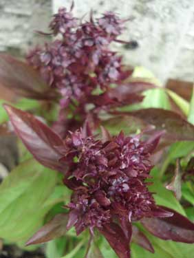 Thai Basil