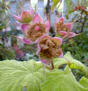 Thimbleberry