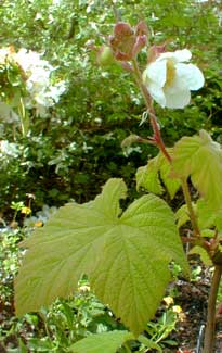 Thimbleberry