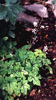 Tiarella Dark Star