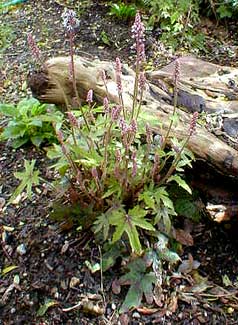 Tiarella Pink Bouquet