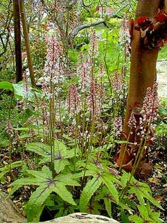 Tiarella Pink Bouquet