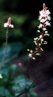 Tiarella Pink Bouquet