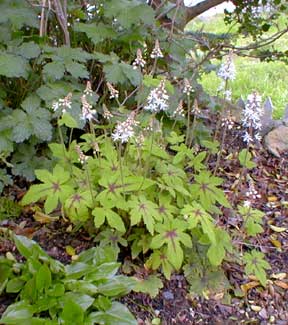 Tiarella Dark Star