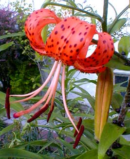 Tiger Lily