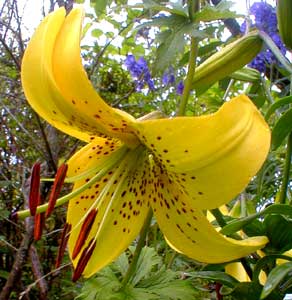 Yellow Tiger Lily