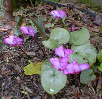 Cyclamen