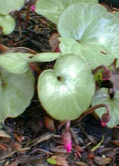 Cyclamen