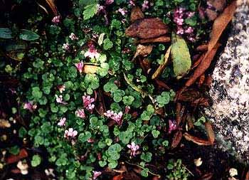 Toadflax