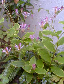 Toad Lily in October