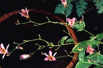 Toad Lily