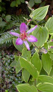 Variegated Leaves