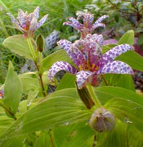 Toadlily