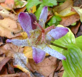 Toad Lily