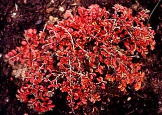 Tom Thumb Cotoneaster