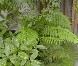 Tree Fern