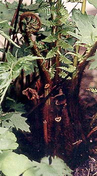 Tree Fern croziers