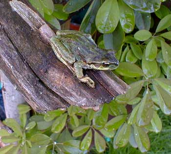 Tree Frog in Akebia Vine