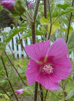 Gay Mallow