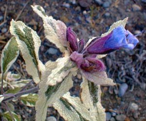 Tricolor Sage Flower