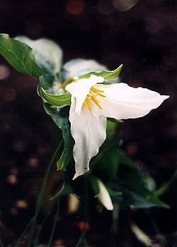 Trillium